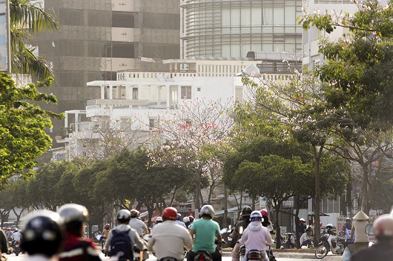 Hoa kèn hồng trên phố Sài Gòn ảnh 1